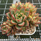 Echeveria 'Red Line Gemstone' 红边宝石 -- JCC Succulent Plants