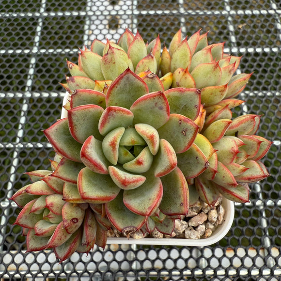 Echeveria 'Red Line Gemstone' 红边宝石 -- JCC Succulent Plants