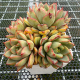 Echeveria 'Red Line Gemstone' 红边宝石 -- JCC Succulent Plants