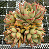 Echeveria 'Red Line Gemstone' 红边宝石 -- JCC Succulent Plants