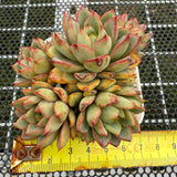 Echeveria 'Red Line Gemstone' 红边宝石 -- JCC Succulent Plants