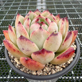 Echeveria Ratam 拉糖 -- JCC Succulent Plants