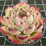 Echeveria Ratam 拉糖 -- JCC Succulent Plants