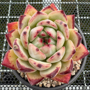 Echeveria Ratam 拉糖 -- JCC Succulent Plants