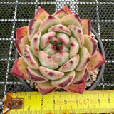 Echeveria Ratam 拉糖 -- JCC Succulent Plants