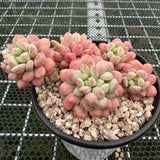 Graptopetalum Cute Bean 萌豆 -- JCC Succulent Plants