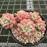 Graptopetalum Cute Bean 萌豆 -- JCC Succulent Plants