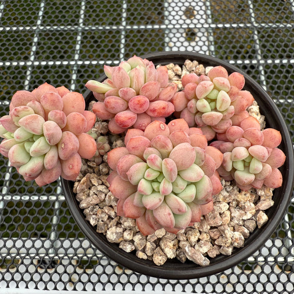 Graptopetalum Cute Bean 萌豆 -- JCC Succulent Plants