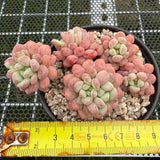 Graptopetalum Cute Bean 萌豆 -- JCC Succulent Plants