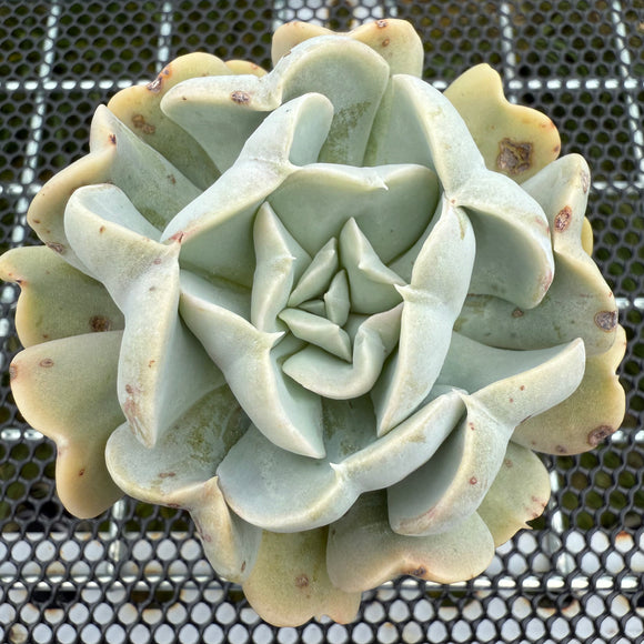 Echeveria 'Ice Milky' 冰奶 -- JCC Succulent Plants