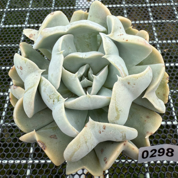 Echeveria 'Ice Milky' 冰奶 -- JCC Succulent Plants