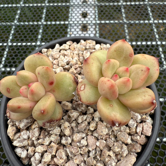 Echeveria 'Pearl Beauty' 珍珠美人 -- JCC Succulent Plants