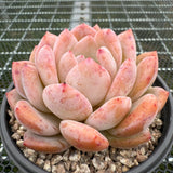 Echeveria 'Potosina Monroe' 星影梦露 -- JCC Succulent Plants