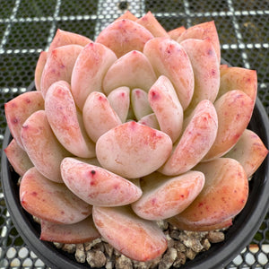 Echeveria 'Potosina Monroe' 星影梦露 -- JCC Succulent Plants