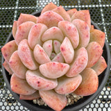 Echeveria 'Potosina Monroe' 星影梦露 -- JCC Succulent Plants