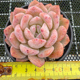 Echeveria 'Potosina Monroe' 星影梦露 -- JCC Succulent Plants