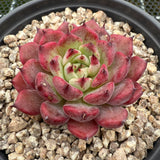 Echeveria 'Cold Fog' 寒雾 -- JCC Succulent Plants