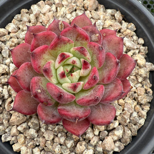 Echeveria 'Cold Fog' 寒雾 -- JCC Succulent Plants