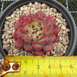 Echeveria 'Cold Fog' 寒雾 -- JCC Succulent Plants