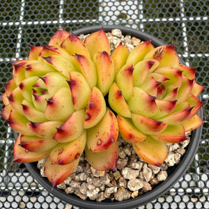 Echeveria 'Moon Stone' 月晶石 -- JCC Succulent Plants