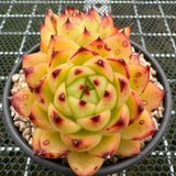 Echeveria 'Moon Stone' 月晶石 -- JCC Succulent Plants