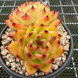 Echeveria 'Moon Stone' 月晶石 -- JCC Succulent Plants