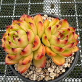 Echeveria 'Moon Stone' 月晶石 -- JCC Succulent Plants