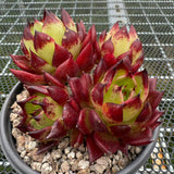 Echeveria Agavoides 'Sarah Bonnie' 莎拉邦妮 -- JCC Succulent Plants