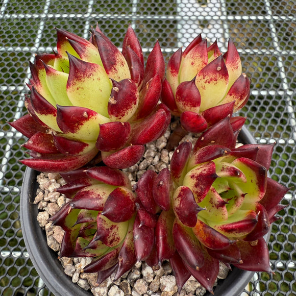 Echeveria Agavoides 'Sarah Bonnie' 莎拉邦妮 -- JCC Succulent Plants