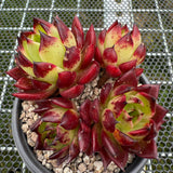 Echeveria Agavoides 'Sarah Bonnie' 莎拉邦妮 -- JCC Succulent Plants