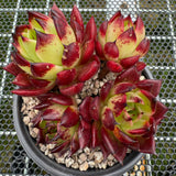 Echeveria Agavoides 'Sarah Bonnie' 莎拉邦妮 -- JCC Succulent Plants