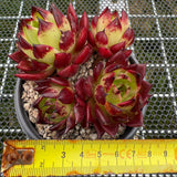 Echeveria Agavoides 'Sarah Bonnie' 莎拉邦妮 -- JCC Succulent Plants