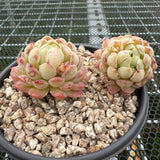 Echeveria 'Ball of Suet' 羊脂球 -- JCC Succulent Plants