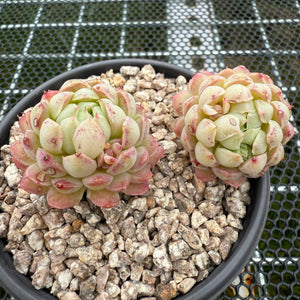 Echeveria 'Ball of Suet' 羊脂球 -- JCC Succulent Plants