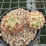 Echeveria 'Ball of Suet' 羊脂球 -- JCC Succulent Plants