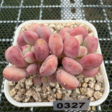 Echeveria 'Lemazzo' 莱马佐 -- JCC Succulent Plants