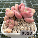 Echeveria 'Lemazzo' 莱马佐 -- JCC Succulent Plants