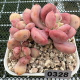 Echeveria 'Lemazzo' 莱马佐 -- JCC Succulent Plants