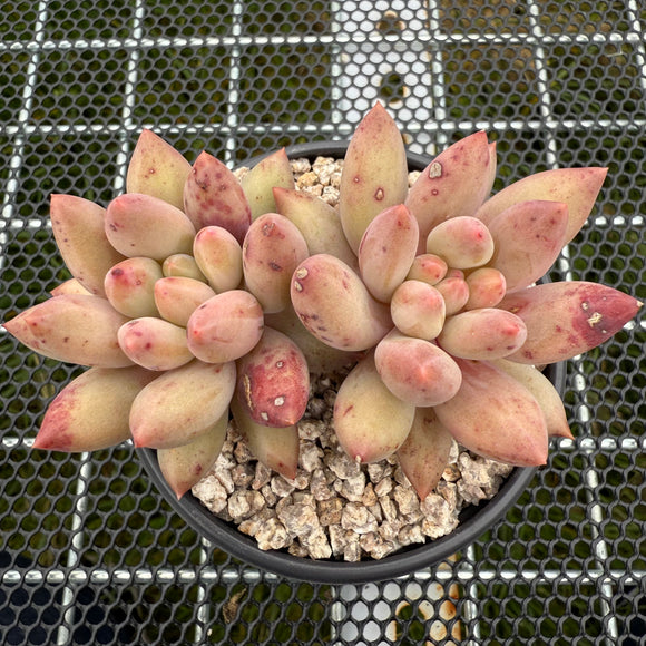 Pachyphytum 'Red Dragonfly' 红蜻蜓 -- JCC Succulent Plants