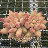 Pachyphytum 'Red Dragonfly' 红蜻蜓 -- JCC Succulent Plants