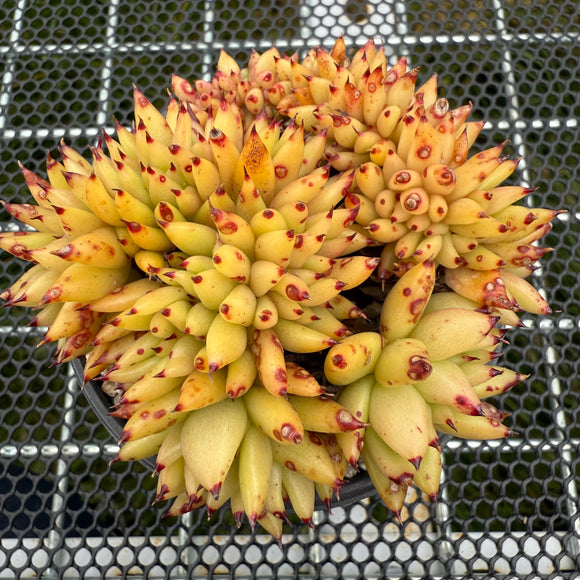 Echeveria Agavoides Cristata 虎鲸缀化 -- JCC Succulent Plants