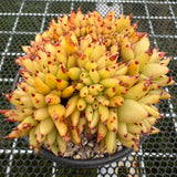 Echeveria Agavoides Cristata 虎鲸缀化 -- JCC Succulent Plants