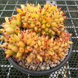 Echeveria Agavoides Cristata 虎鲸缀化 -- JCC Succulent Plants