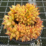 Echeveria Agavoides Cristata 虎鲸缀化 -- JCC Succulent Plants