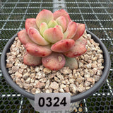 Echeveria 'Ariel' 爱丽儿/凌雪 -- JCC Succulent Plants