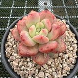 Echeveria 'Ariel' 爱丽儿/凌雪 -- JCC Succulent Plants