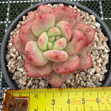 Echeveria 'Ariel' 爱丽儿/凌雪 -- JCC Succulent Plants