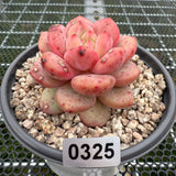 Echeveria 'Ariel' 爱丽儿/凌雪 -- JCC Succulent Plants