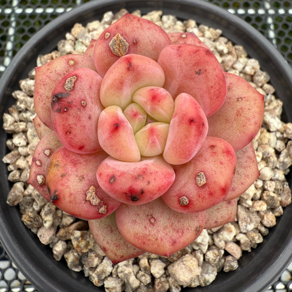 Echeveria 'Ariel' 爱丽儿/凌雪 -- JCC Succulent Plants