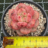 Echeveria 'Ariel' 爱丽儿/凌雪 -- JCC Succulent Plants